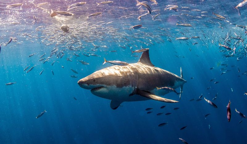 Shark