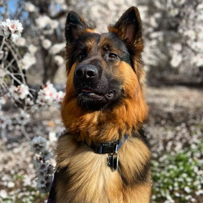 Rex