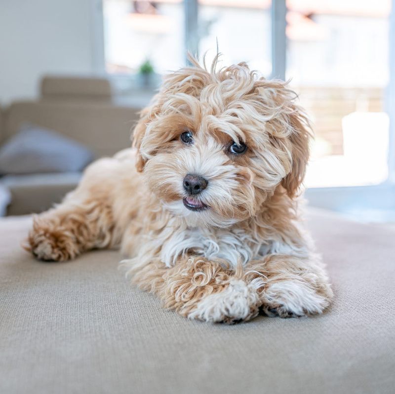 Maltipoo