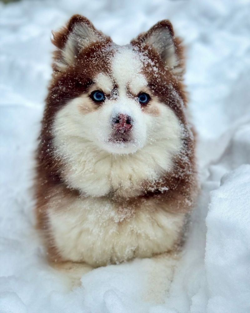 Pomsky