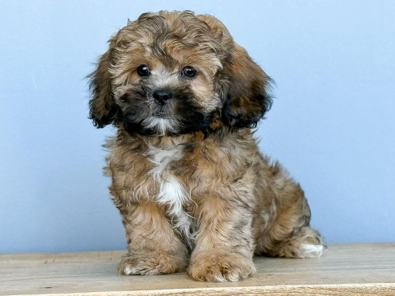 Shihpoo
