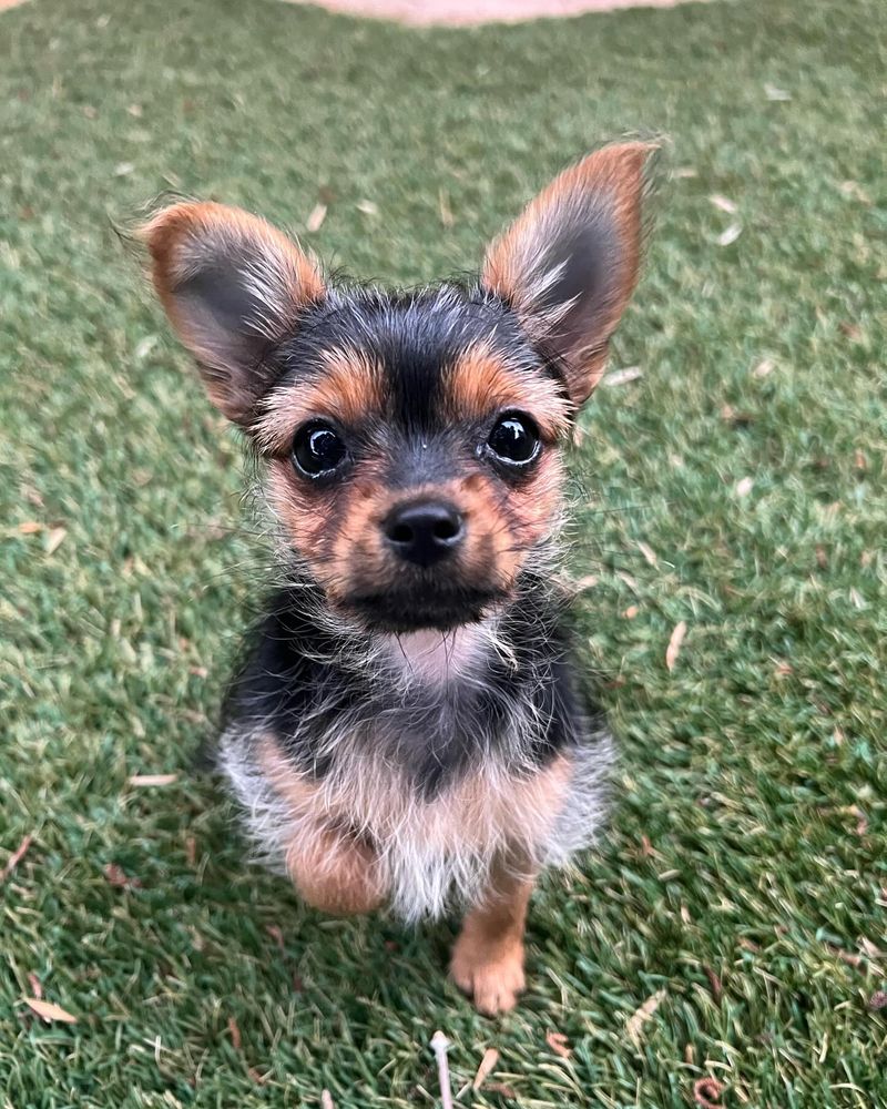 Chorkie