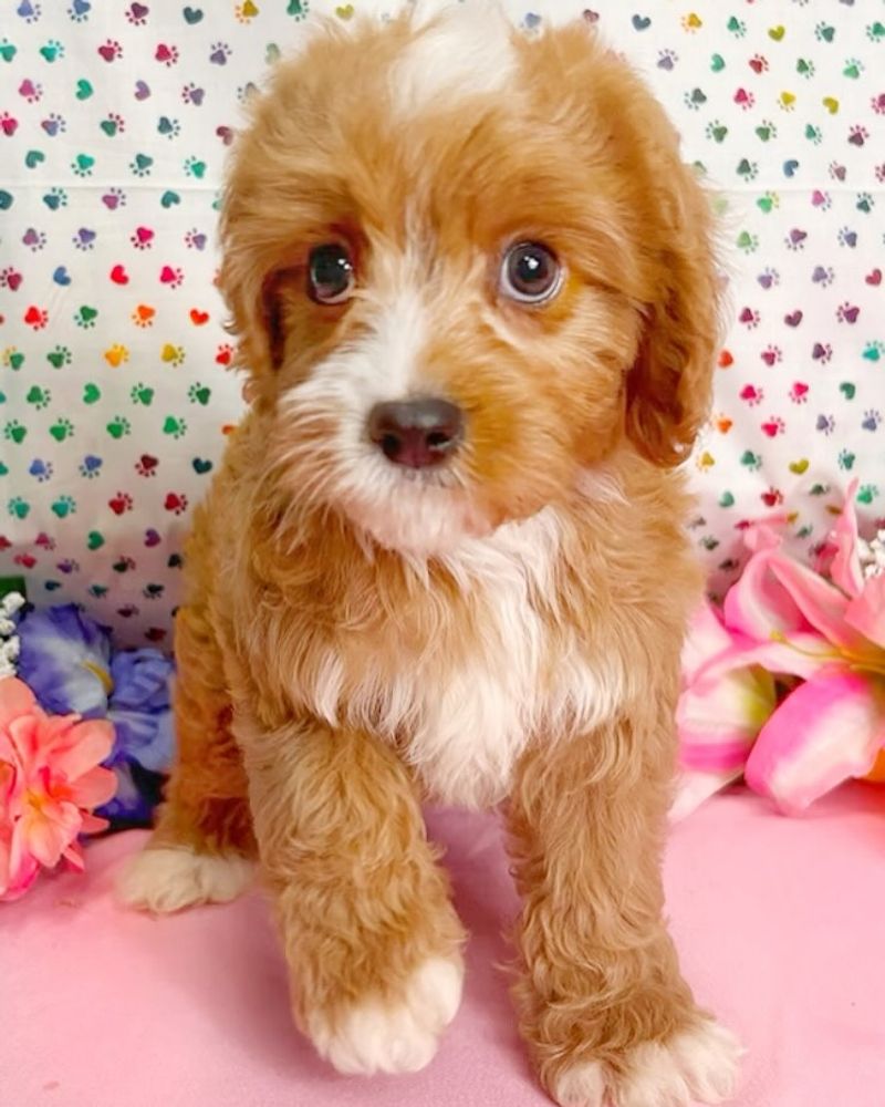 Cavachon
