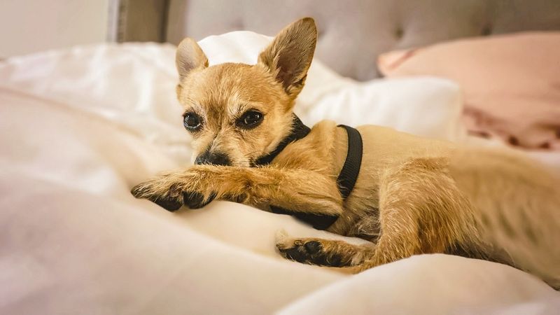 Chorkie