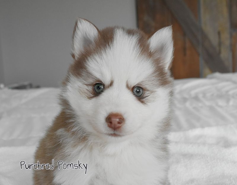 Pomsky