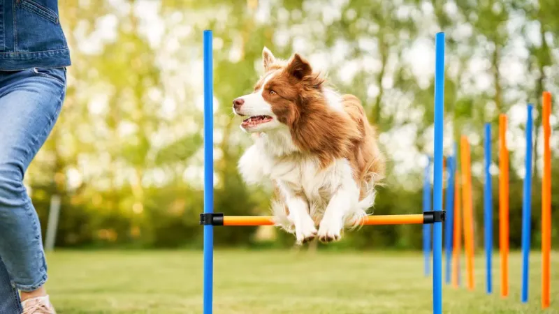 Agility Training
