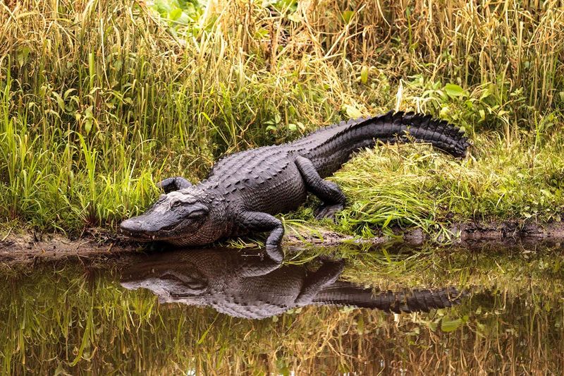 Alligator