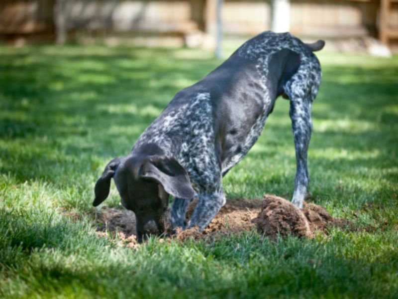 Digging Excessively