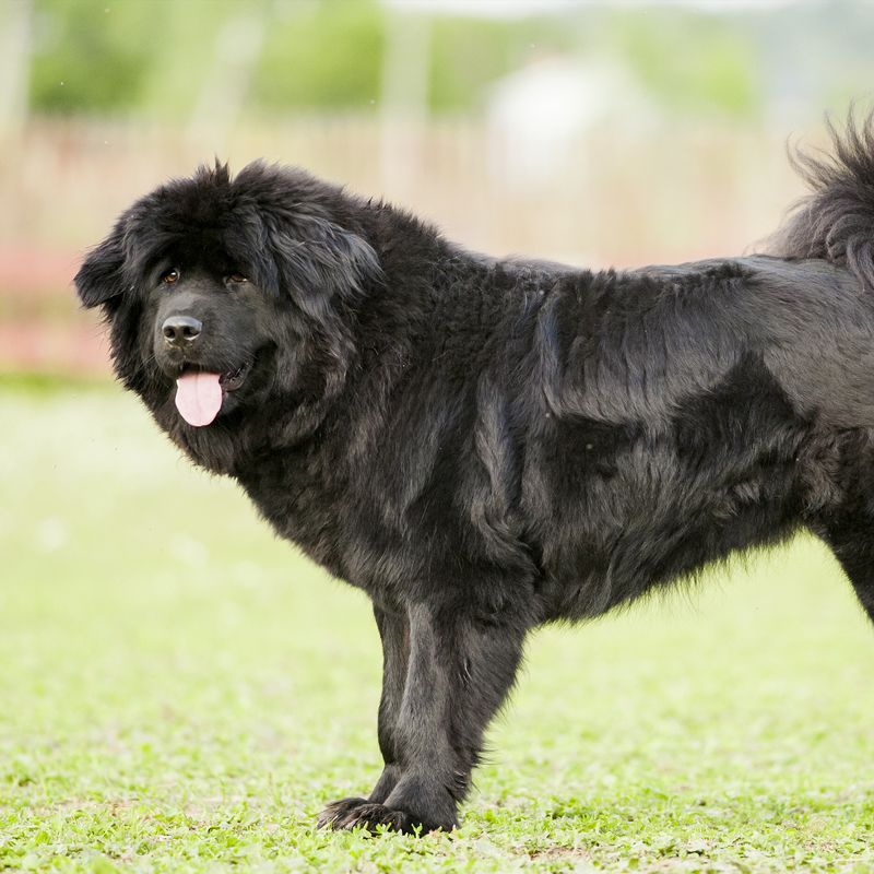 Tibetan Mastiff