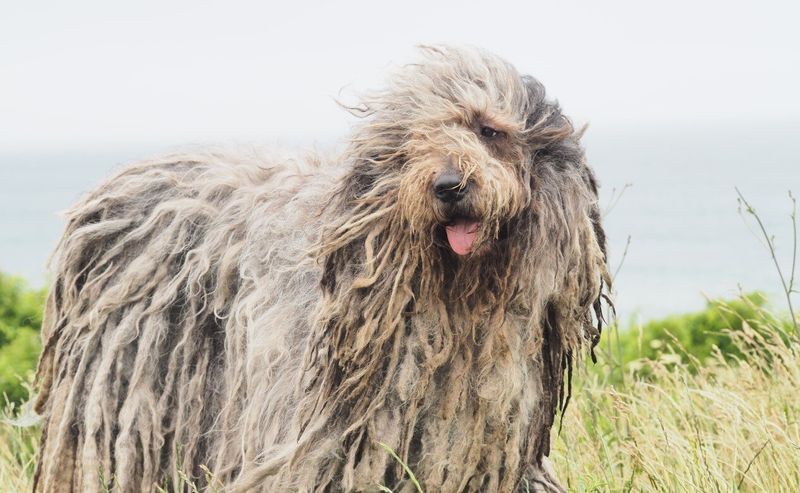 Bergamasco Sheepdog
