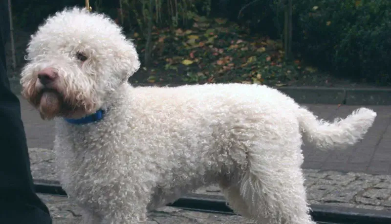 Lagotto Romagnolo
