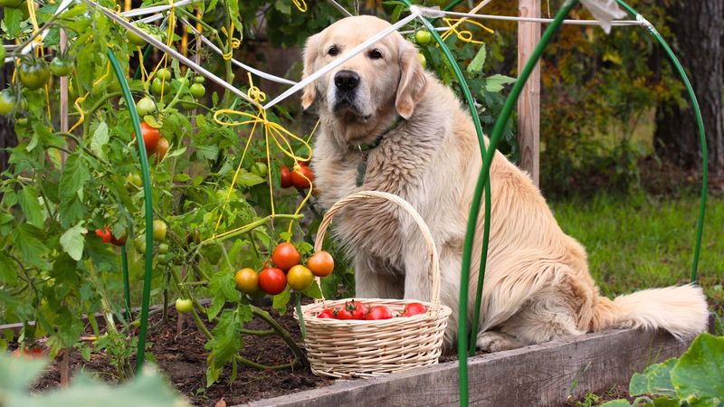 Tomatoes