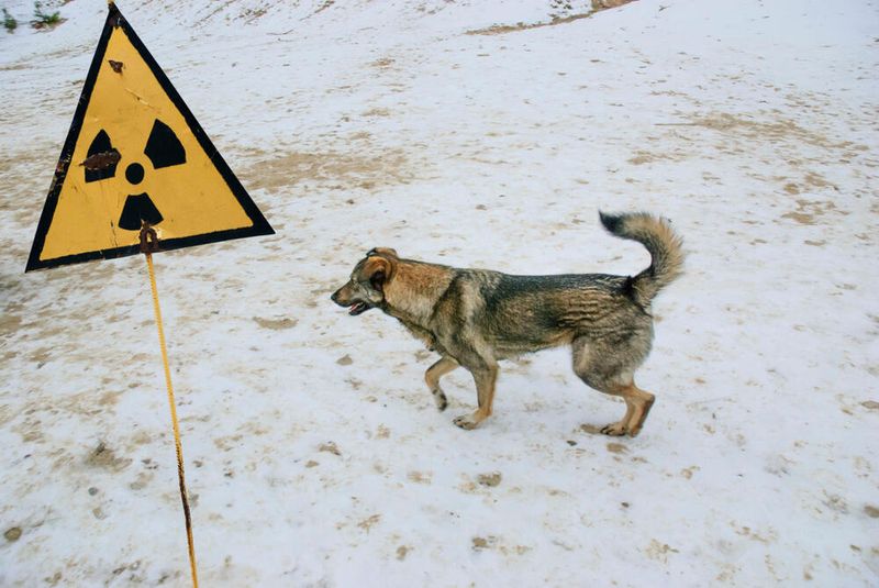 Increased Radiation Resistance