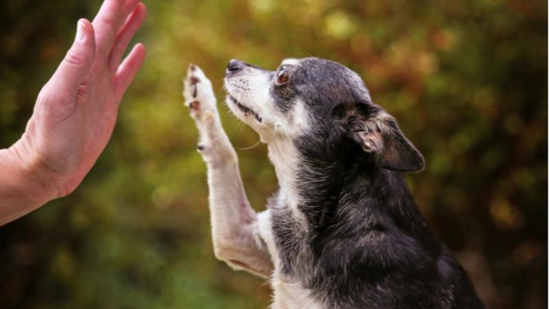 Myth 3: Old Dogs Can't Learn New Tricks