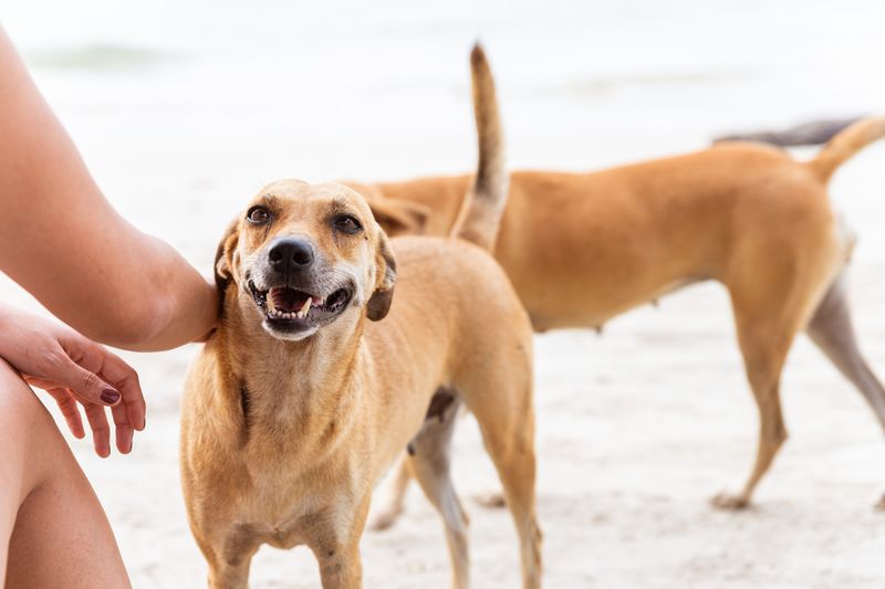 Myth 2: A Wagging Tail Means a Happy Dog