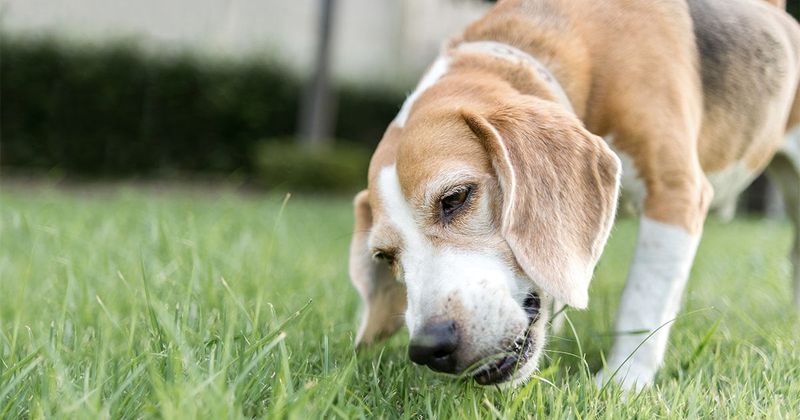 Myth 12: Dogs Eat Grass Because They Are Sick