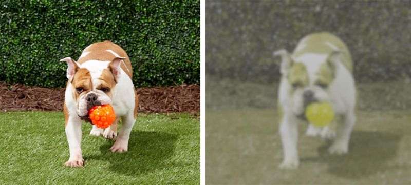 Myth 11: Dogs Are Colorblind