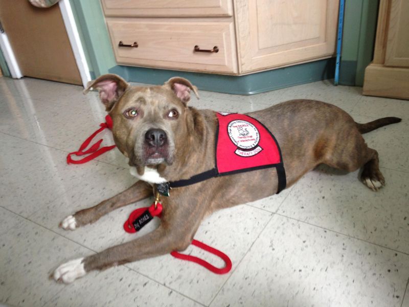 Myth 11: Pit Bulls Are Not Good Therapy Dogs