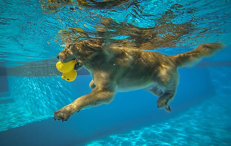 Myth 12: All Dogs Are Natural Swimmers