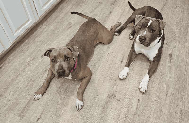 Myth 12: Pit Bulls Can’t Live in Apartments