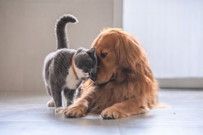 Myth 13: Dogs and Cats Are Natural Enemies