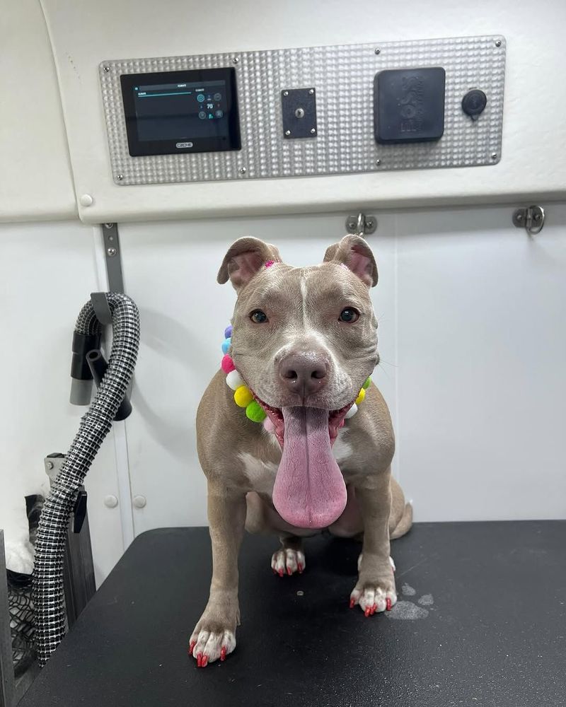 Myth 13: Pit Bulls Are Hard to Groom