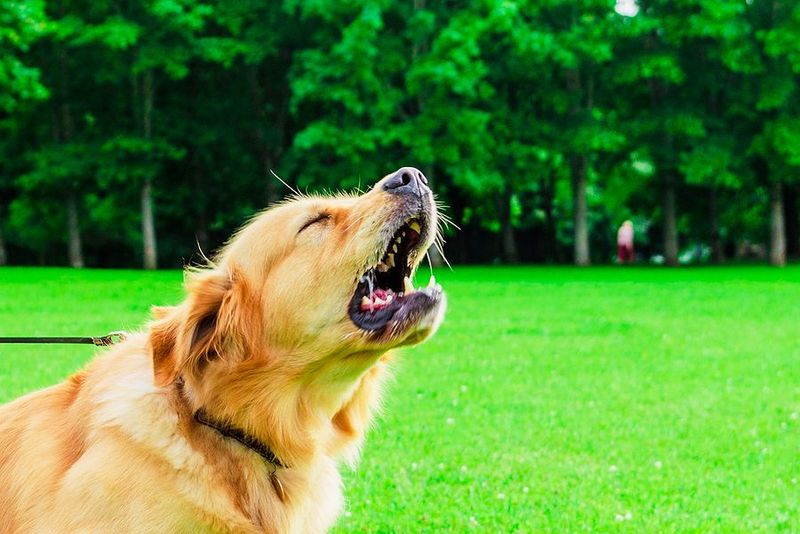 Myth 14: Dogs Bark Without Reason