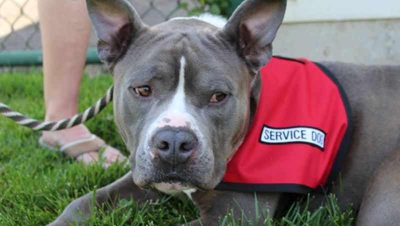 Myth 14: Pit Bulls Can’t Be Service Dogs
