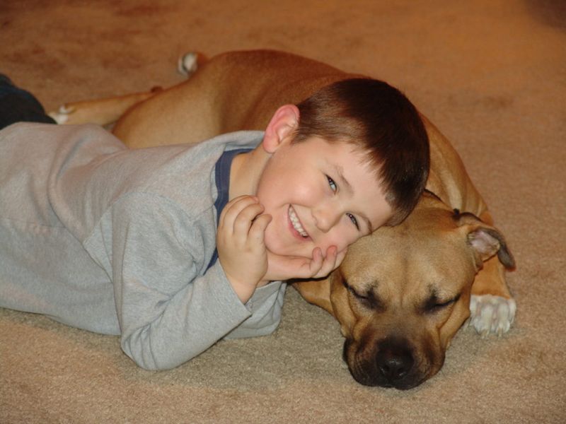 Myth 15: Pit Bulls Can’t Be Trusted