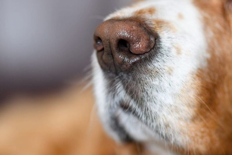 Myth 5: A Dry Nose Indicates Illness