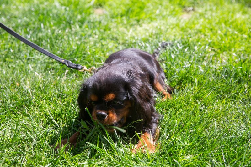 Myth 4: Dogs Eat Grass When They're Sick
