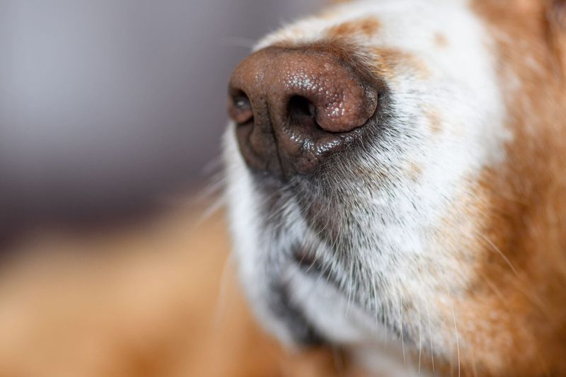 Myth 5: A Dry Nose Means a Sick Dog