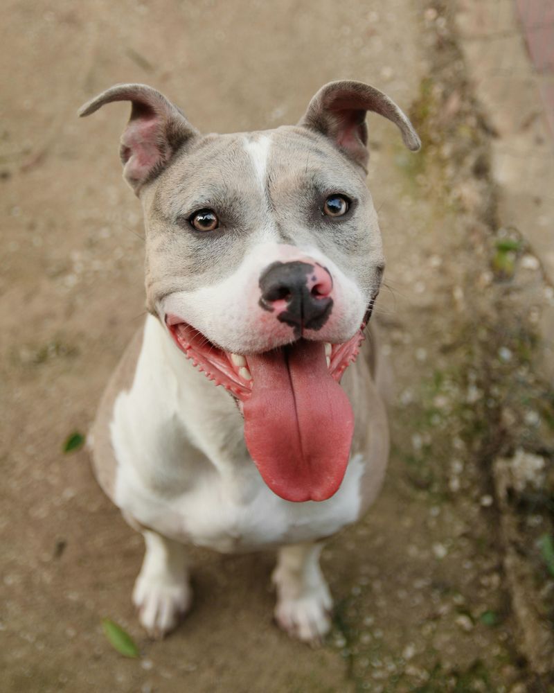 Myth 5: Pit Bulls Were Bred for Fighting