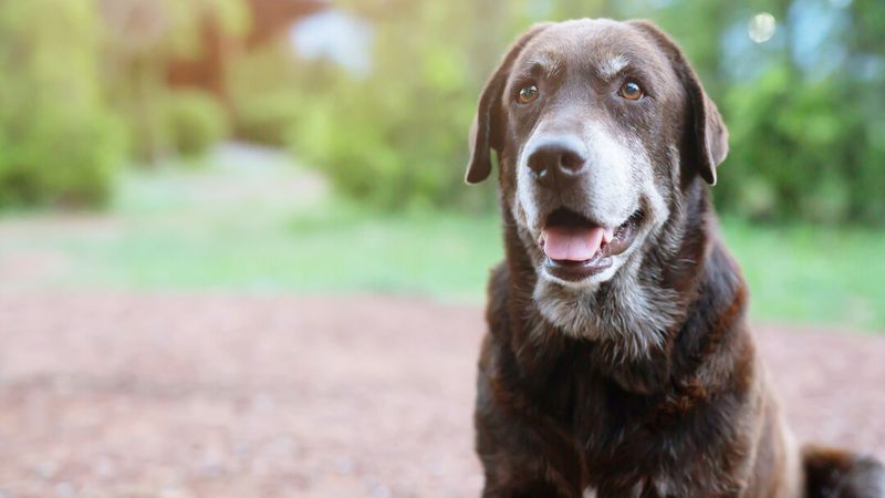 Myth 6: Dogs Are Colorblind