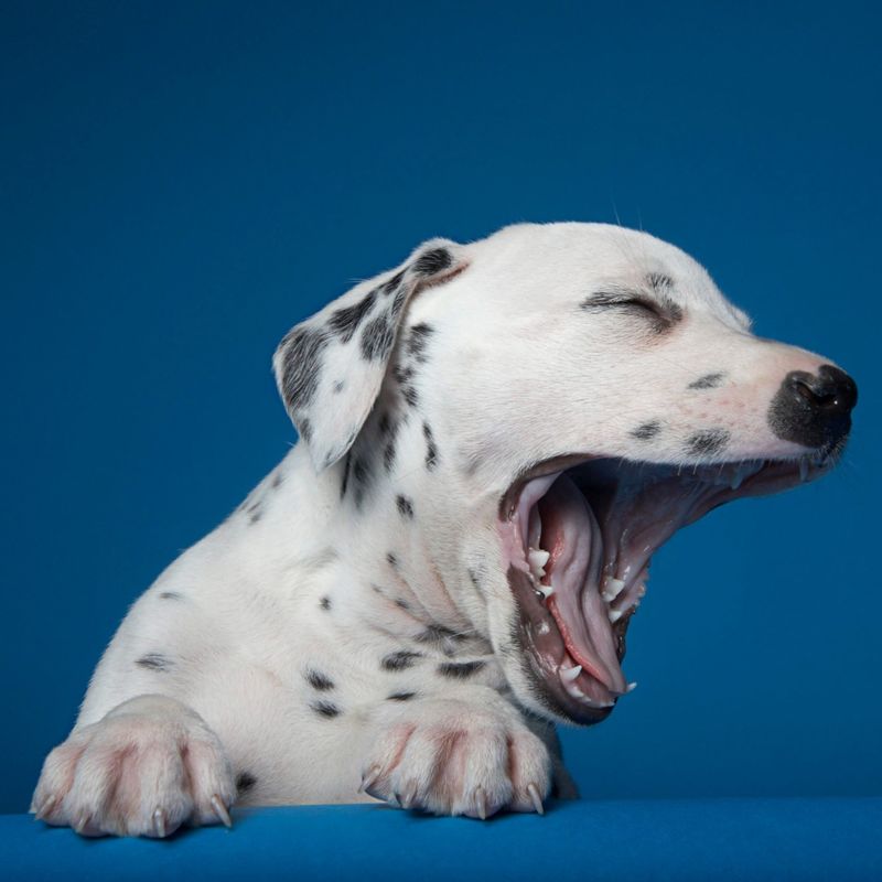 Myth 6: Dogs Only Yawn When Tired