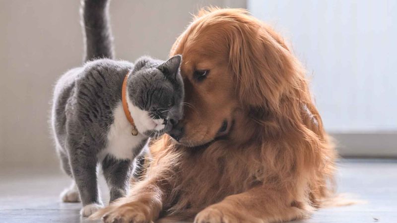 Myth 7: Dogs and Cats Are Natural Enemies