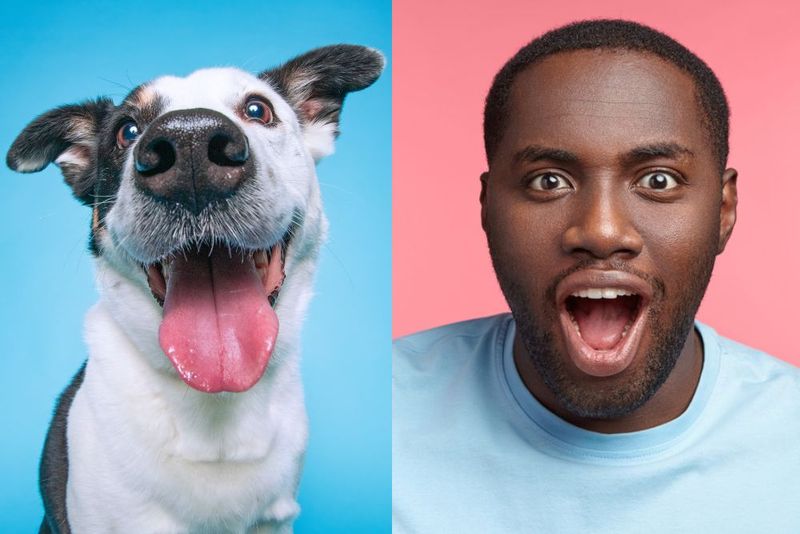 Myth 7: Dogs' Mouths Are Cleaner Than Humans'