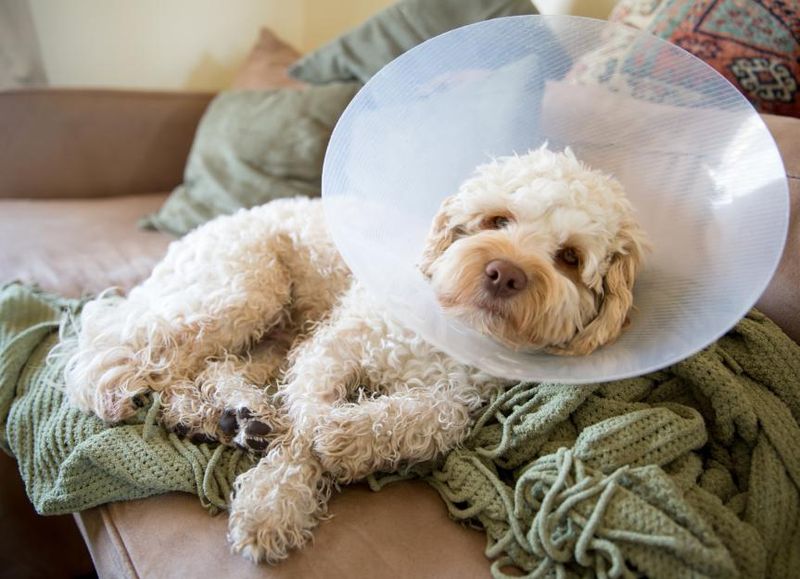 Myth 8: Dogs Don't Feel Pain Like Humans