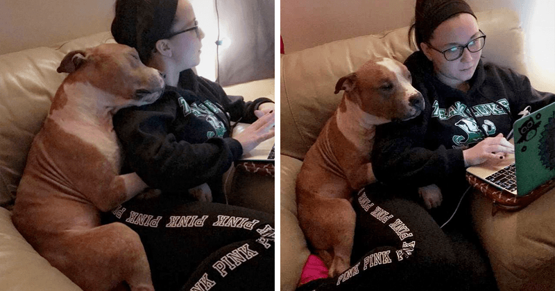 Myth 8: Pit Bulls Are Not Good for First-Time Owners