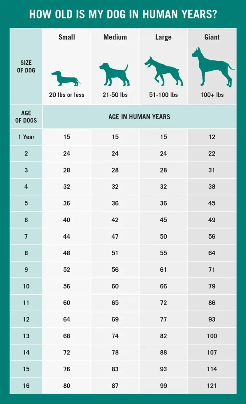 Myth 9: One Dog Year Equals Seven Human Years