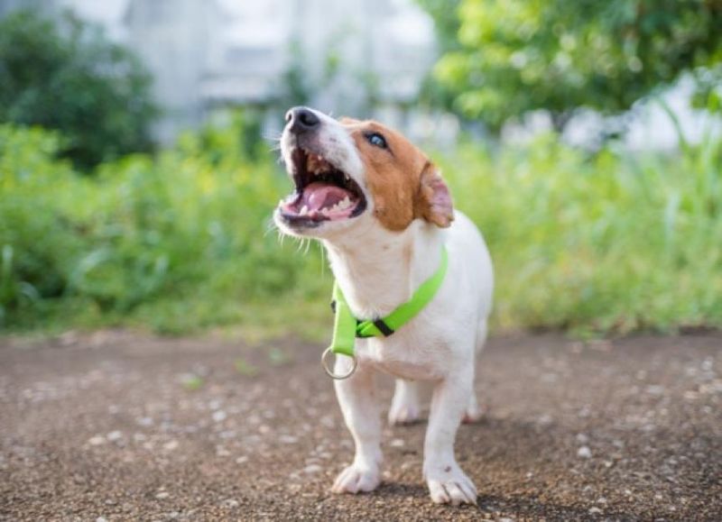 Myth 10: Dogs Bark Without Reason