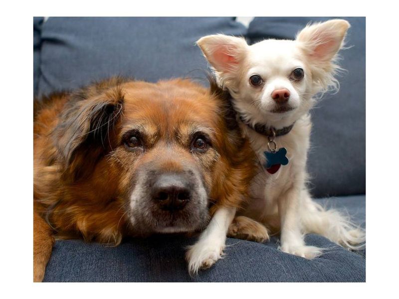 Myth: Small Dogs Are Less Aggressive