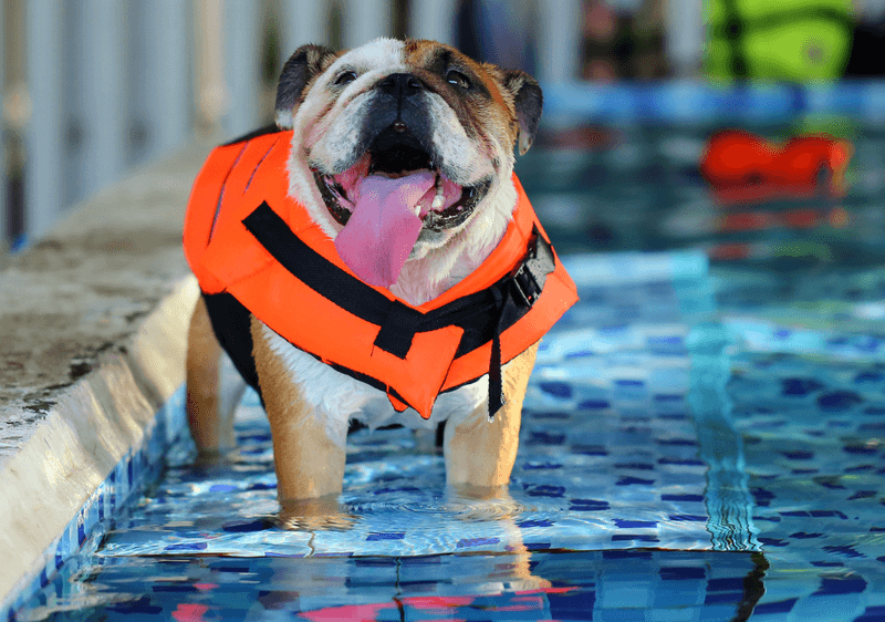 Myth: All Dogs Are Natural Swimmers