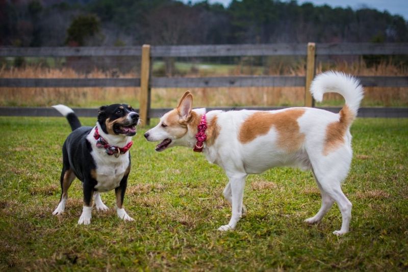 Myth: Dogs Don't Require Socialization After Puppyhood