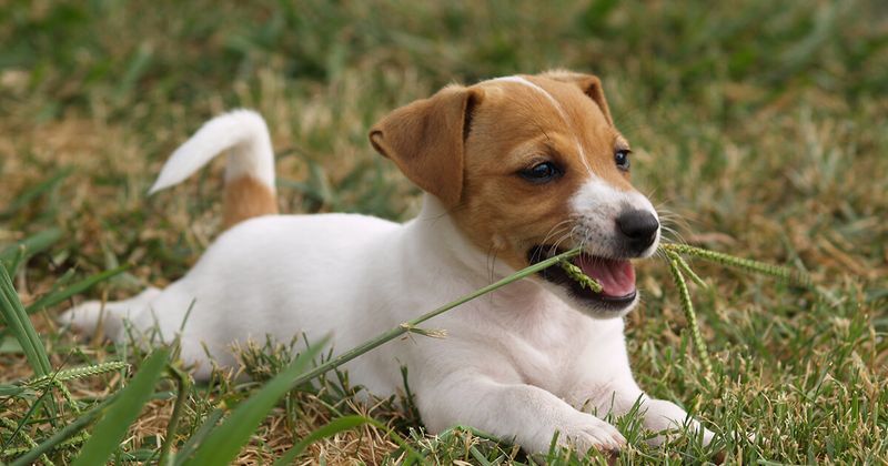 Myth: Dogs Eat Grass When Sick