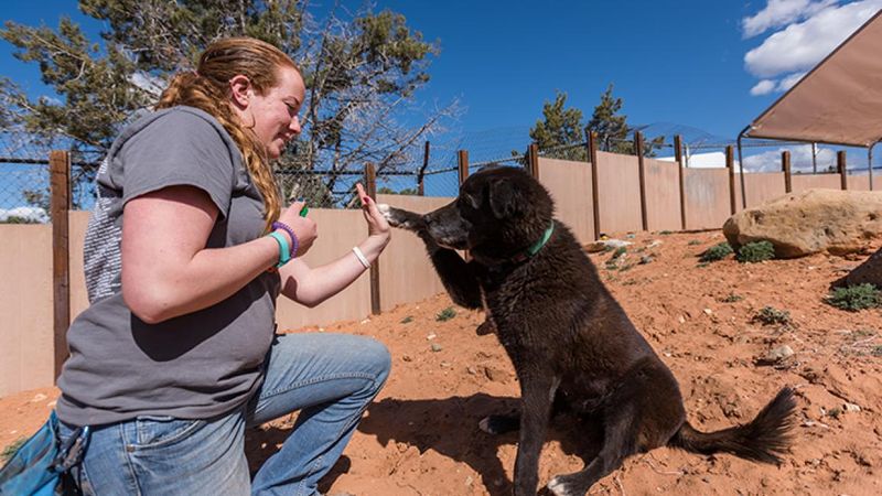 Myth: Only Puppies Can Be Trained