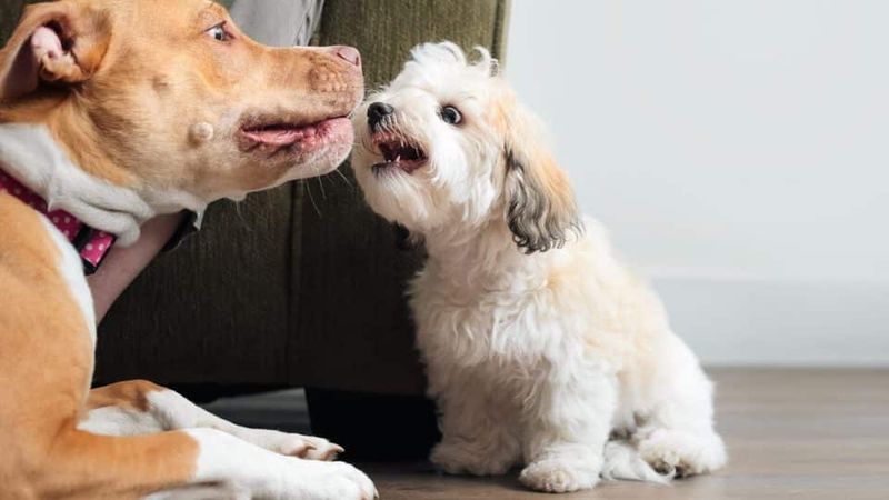 Myth: Dogs Growl Only When Angry
