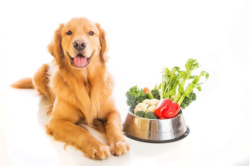 Myth: Dogs Eat Only Meat