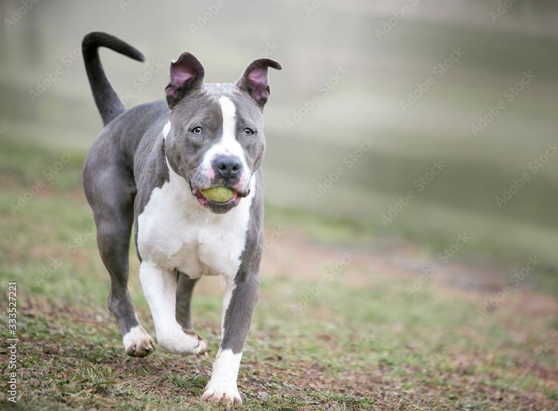 Playful and Energetic