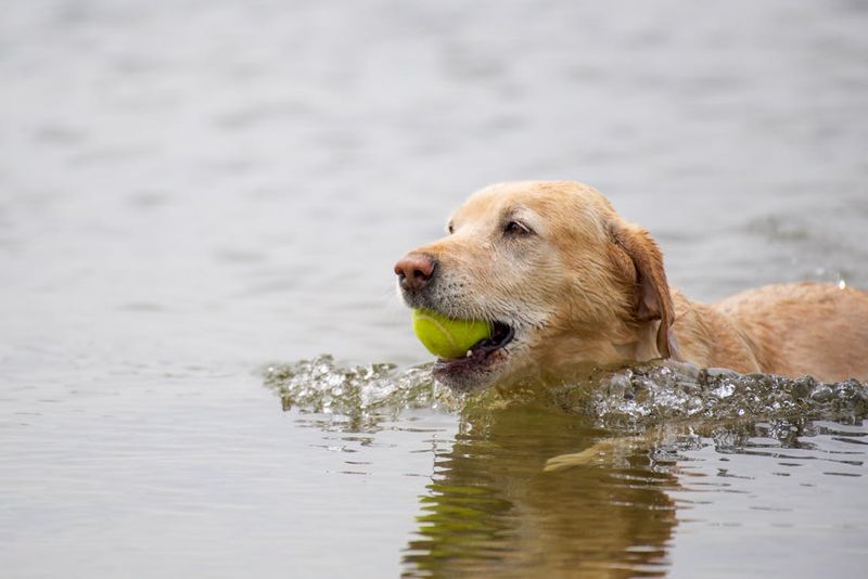 Swimming Sessions